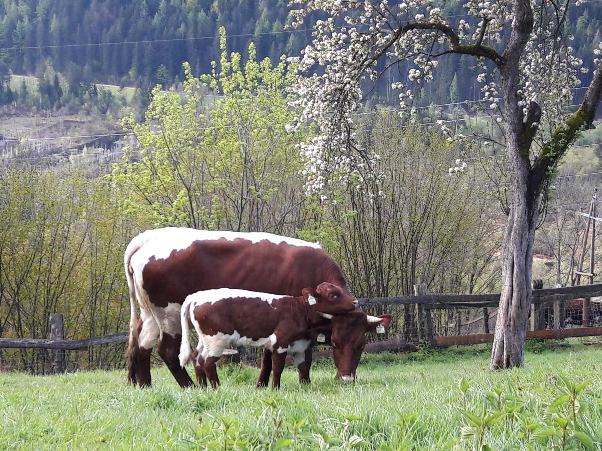 Ferienhaus Lechnerhof Schladming Exterior photo
